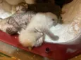 Bebês