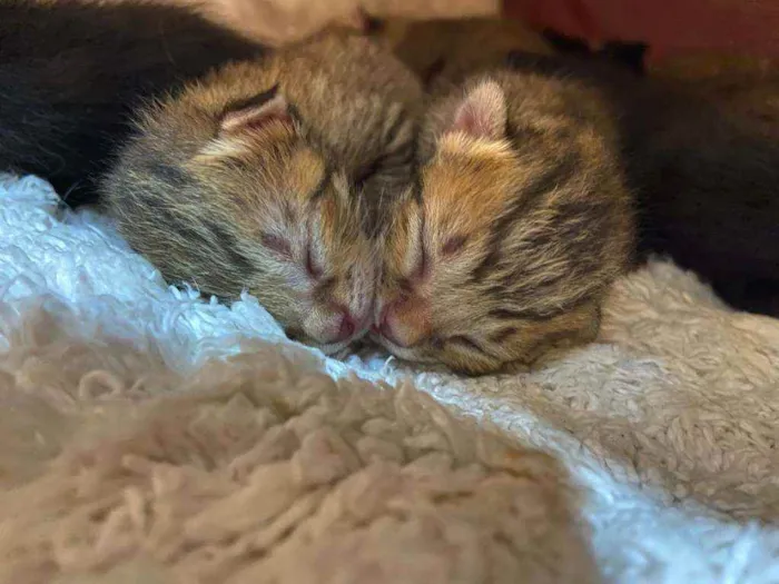 Gato ra a SRD idade Abaixo de 2 meses nome Bebês