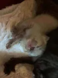 Bebês