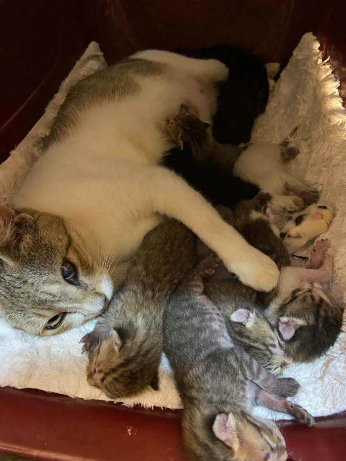 Gato ra a SRD idade Abaixo de 2 meses nome Bebês