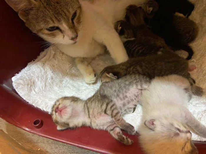 Gato ra a SRD idade Abaixo de 2 meses nome Bebês