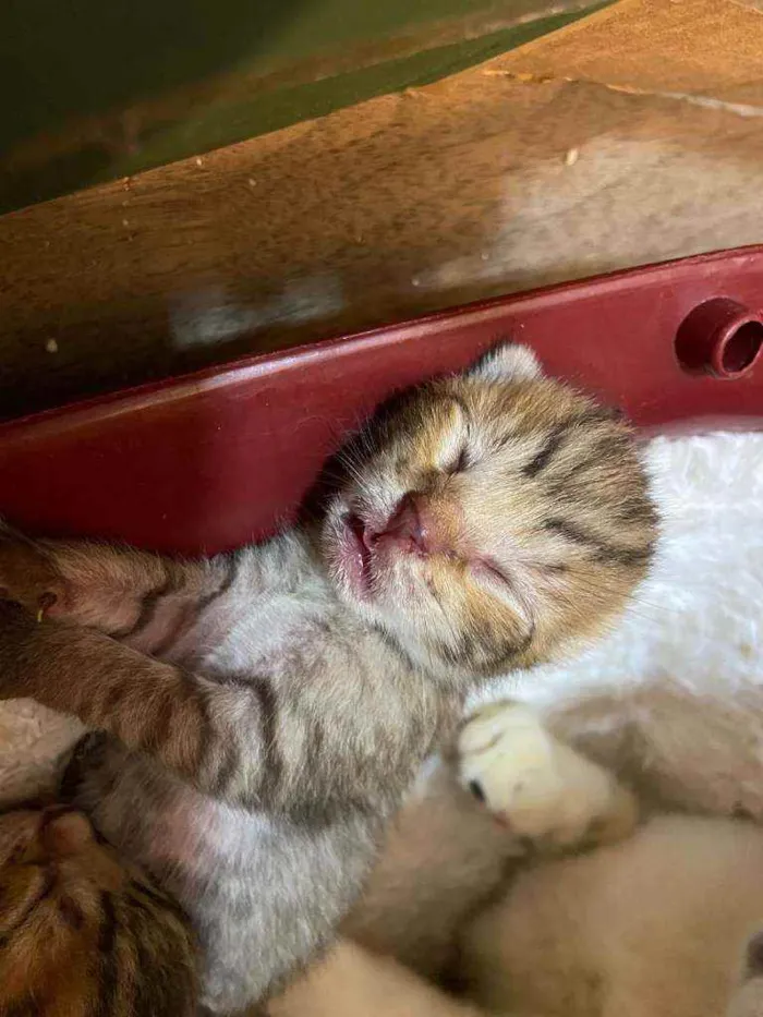 Gato ra a SRD idade Abaixo de 2 meses nome Bebês