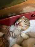 Bebês