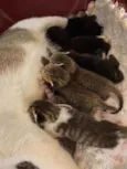 Bebês