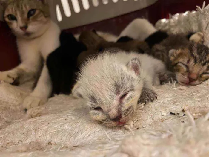 Gato ra a SRD idade Abaixo de 2 meses nome Bebês