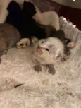 Bebês