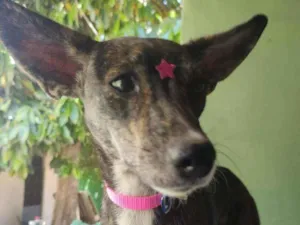 Cachorro raça SRD idade 7 a 11 meses nome Meg