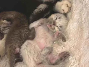 Gato raça SRD idade Abaixo de 2 meses nome Bebês