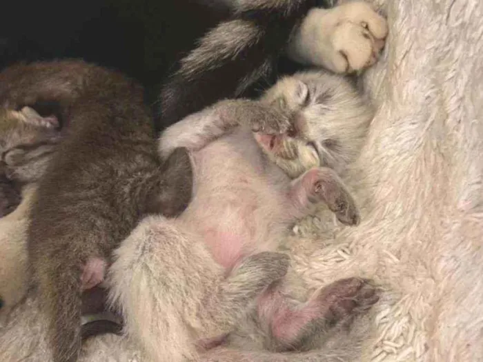 Gato ra a SRD idade Abaixo de 2 meses nome Bebês