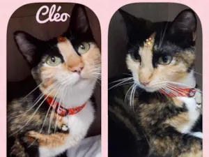 Gato raça Srd idade 1 ano nome Cléo 