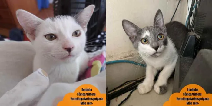 Gato ra a SRD idade 2 a 6 meses nome Florzinha e Docinho