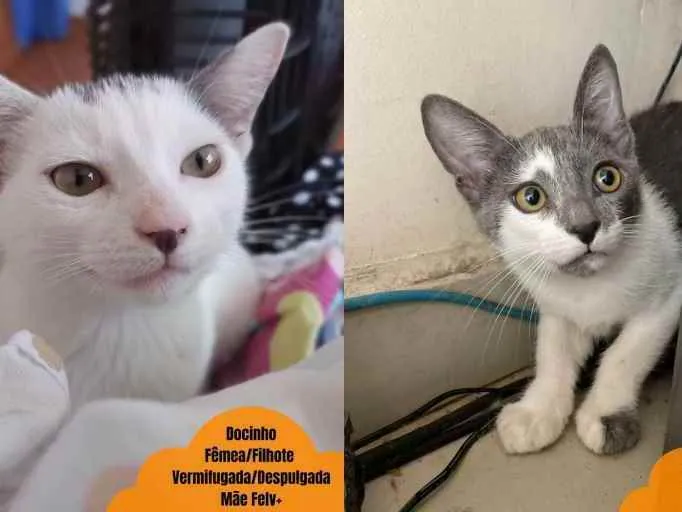 Gato ra a SRD idade 2 a 6 meses nome Florzinha e Docinho