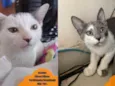 Florzinha e Docinho