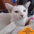 Florzinha e Docinho