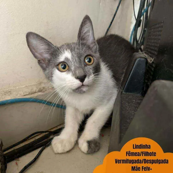 Gato ra a SRD idade 2 a 6 meses nome Florzinha e Docinho