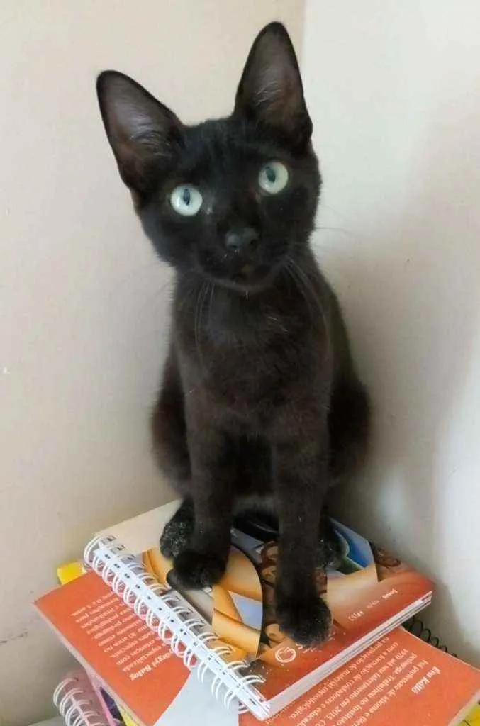 Gato raça Srd idade 2 a 6 meses nome Iara