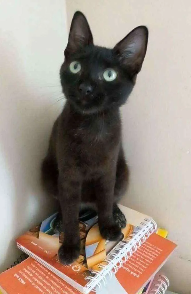 Gato raça Srd idade 2 a 6 meses nome Iara