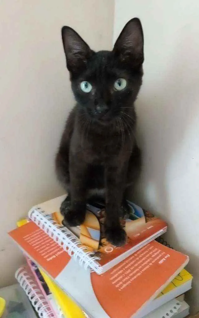 Gato raça Srd idade 2 a 6 meses nome Iara