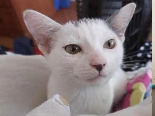 Gato ra a SRD idade 2 a 6 meses nome Florzinha e Docinho