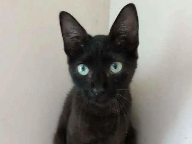 Gato raça Srd idade 2 a 6 meses nome Iara