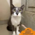 Mulan