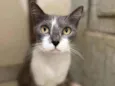 Mulan