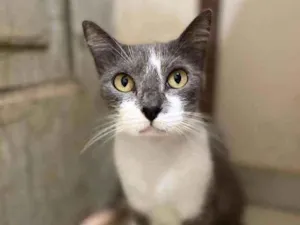 Gato raça SRD idade 2 anos nome Mulan