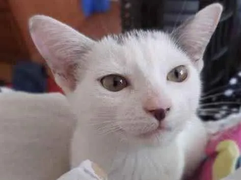 Gato ra a SRD idade 2 a 6 meses nome Florzinha e Docinho
