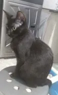 Nemo
