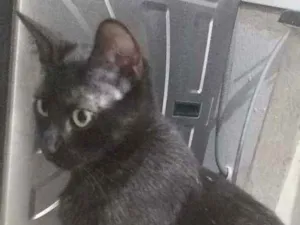 Gato raça SRD idade 7 a 11 meses nome Nemo