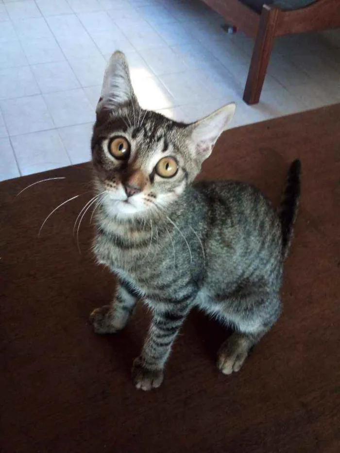 Gato ra a Tigresa idade 2 a 6 meses nome Mei