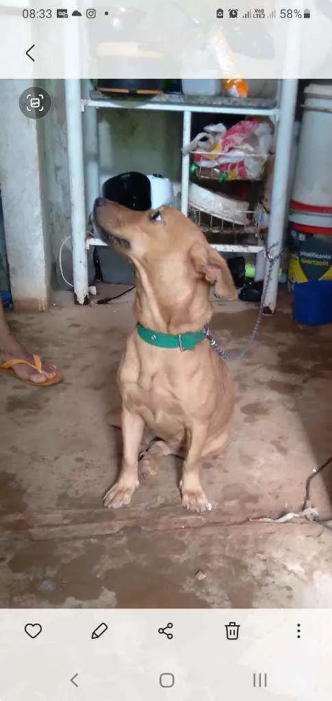 Cachorro ra a Vira lata idade 2 anos nome Princesa