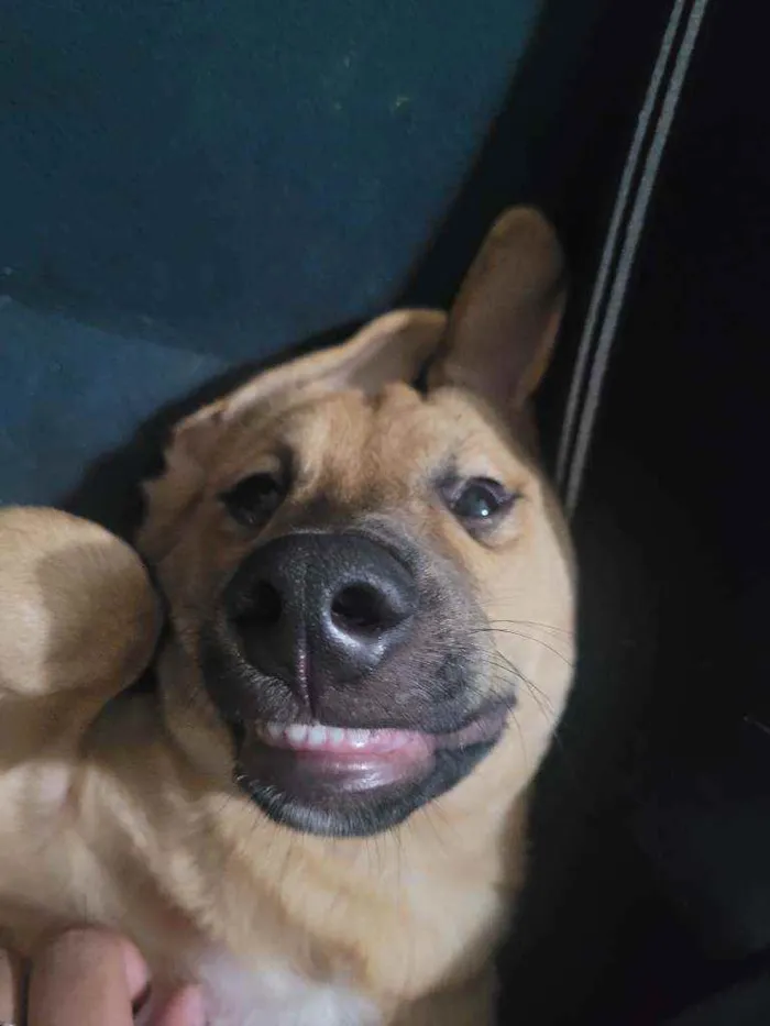 Cachorro ra a Srd idade 2 a 6 meses nome Bentinho