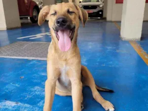 Cachorro raça Srd idade 2 a 6 meses nome Bentinho