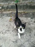 Mimi