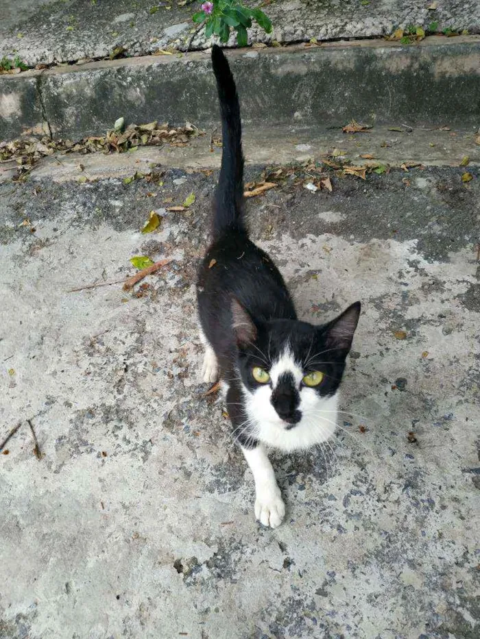 Gato ra a SRD idade 7 a 11 meses nome Mimi