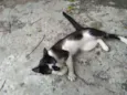 Mimi