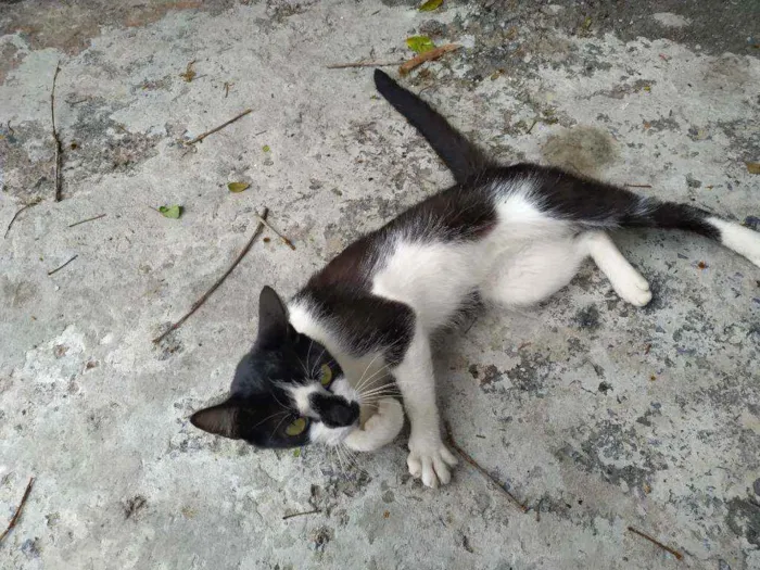 Gato ra a SRD idade 7 a 11 meses nome Mimi