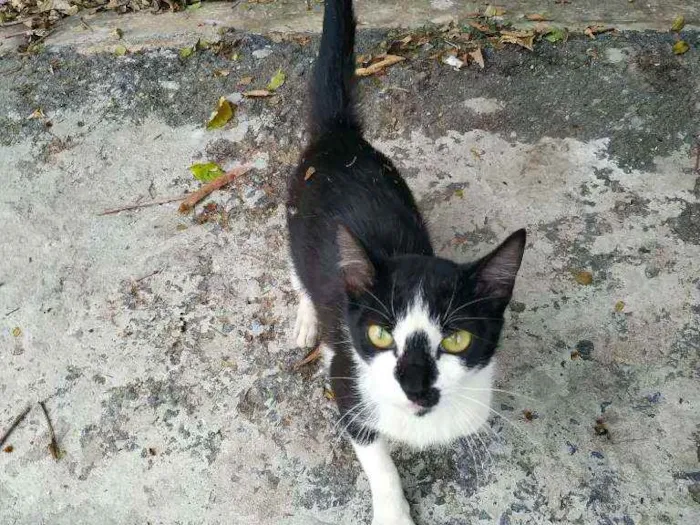 Gato ra a SRD idade 7 a 11 meses nome Mimi