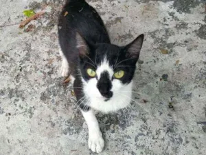 Gato raça SRD idade 7 a 11 meses nome Mimi