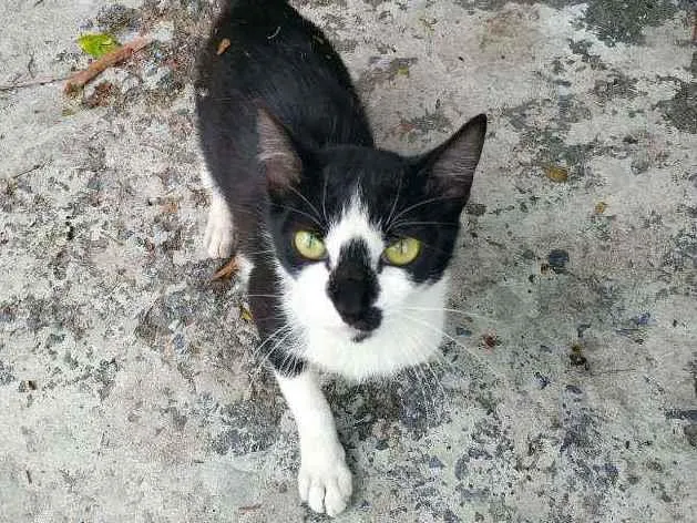 Gato ra a SRD idade 7 a 11 meses nome Mimi