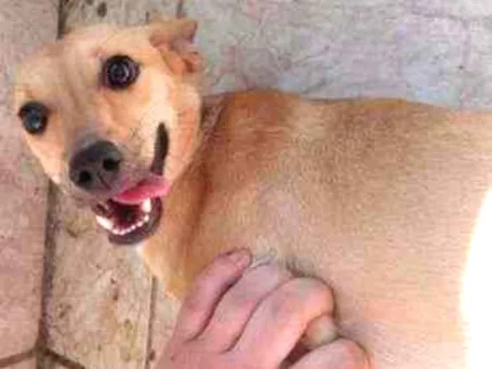 Cachorro ra a Vira lata idade 2 anos nome Balinha