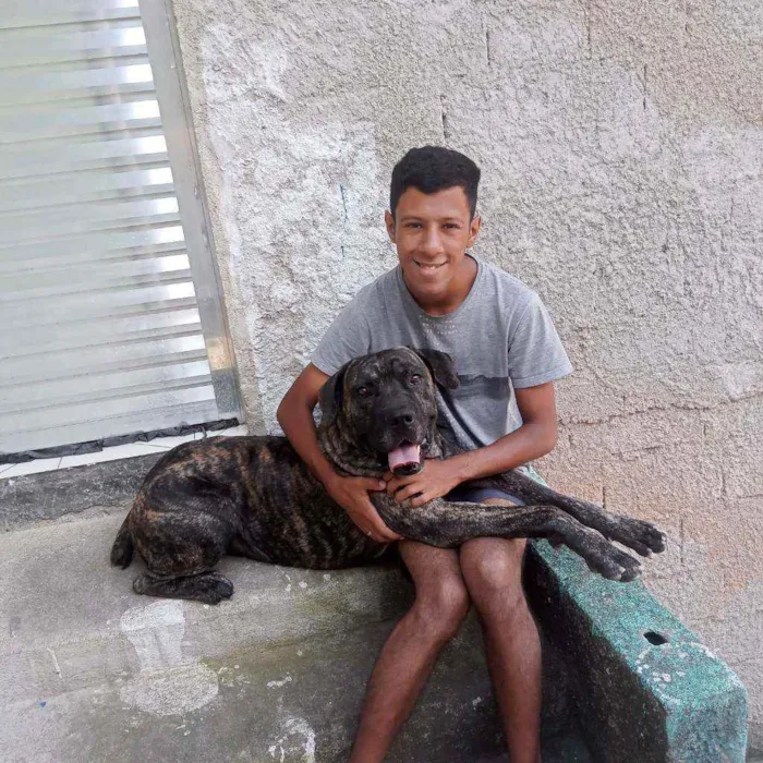 Cachorro ra a Cane Corso idade 2 anos nome Zeus