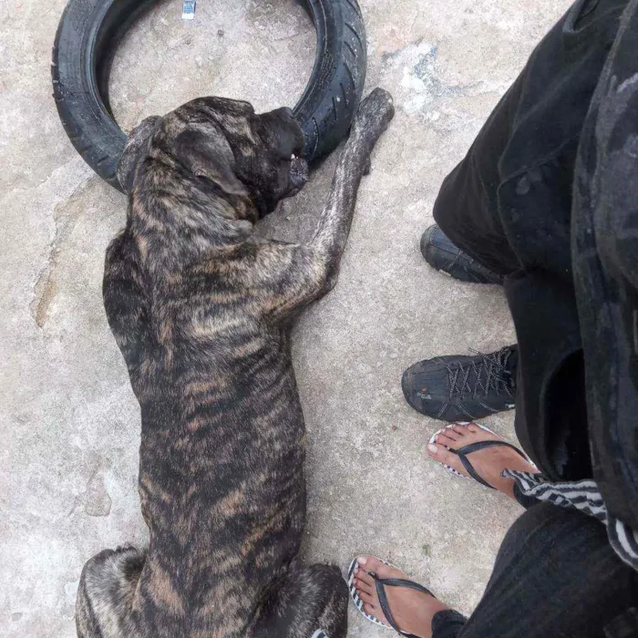 Cachorro ra a Cane Corso idade 2 anos nome Zeus