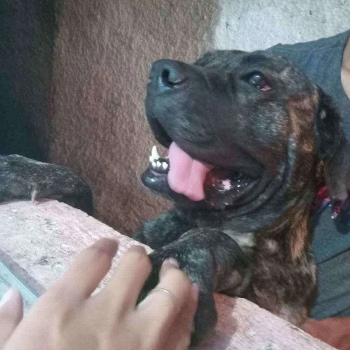 Cachorro ra a Cane Corso idade 2 anos nome Zeus