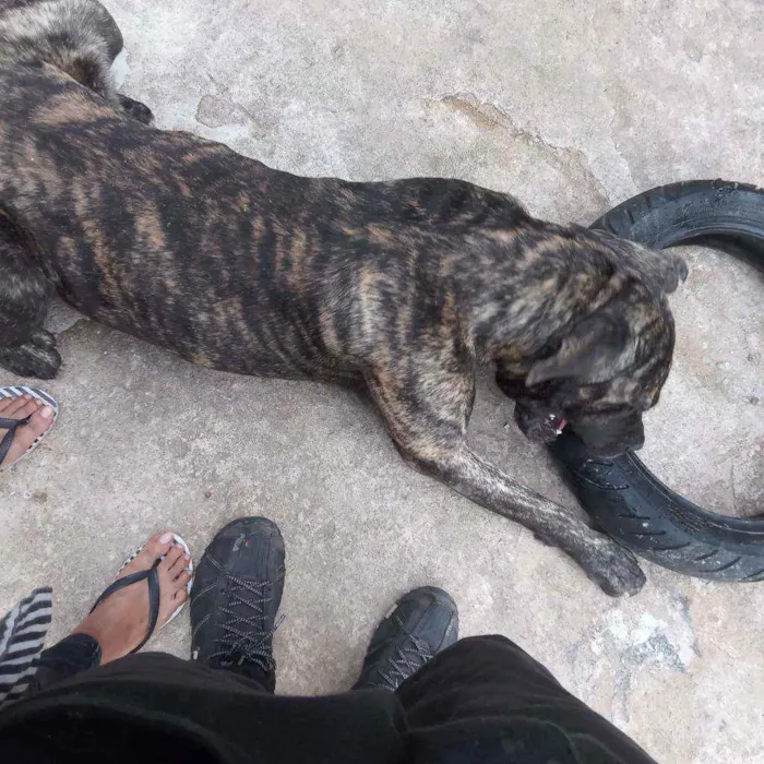 Cachorro ra a Cane Corso idade 2 anos nome Zeus