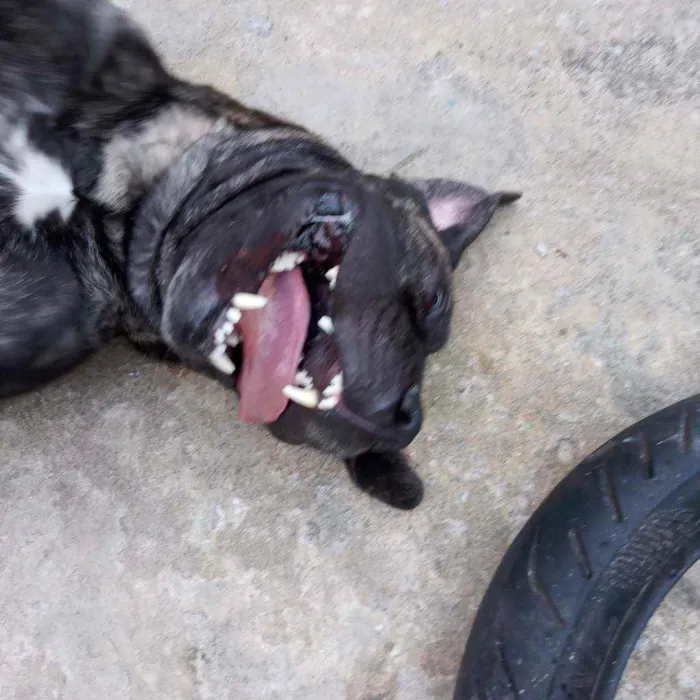 Cachorro ra a Cane Corso idade 2 anos nome Zeus