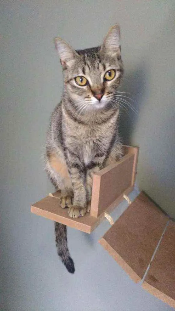 Gato ra a Srd idade 1 ano nome Maya 