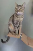Maya