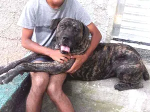Cachorro raça Cane Corso idade 2 anos nome Zeus